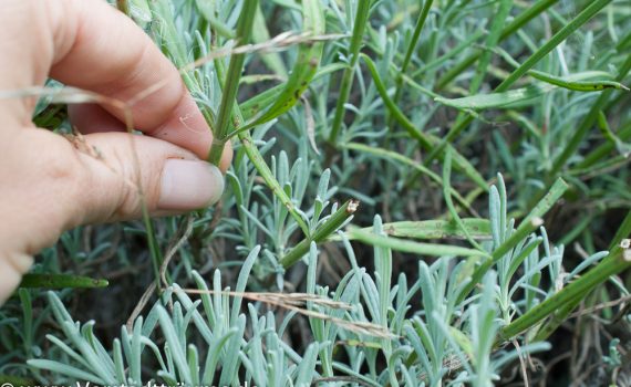 Hier schneide ich den Lavendel ab