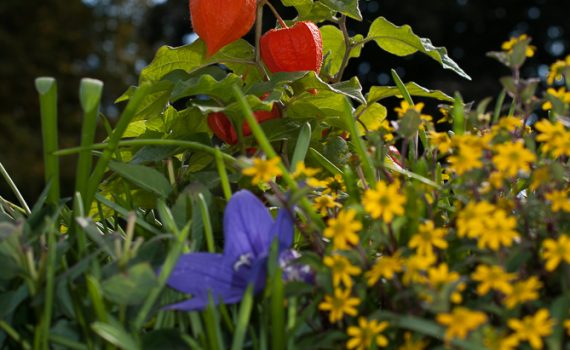 Herbst bepflanzte Schale