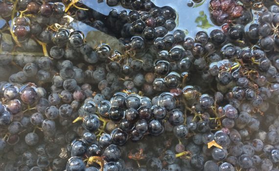 Traubensaftherstellen: Trauben waschen