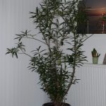Oleander im Winterquartier
