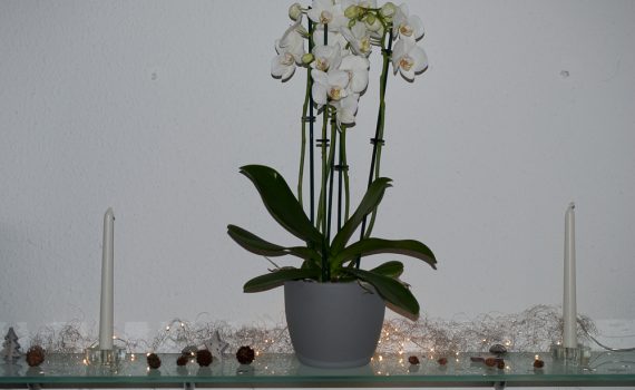 Weihnachtsdekoration 2017