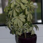 Schefflera