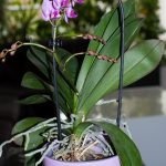 Lila Orchidee