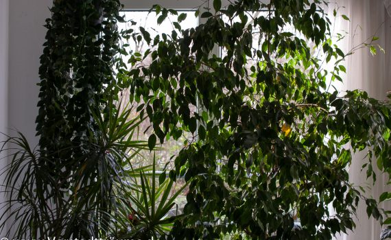 Grünpflanzenfenster