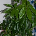 Glückskastanie (Pachira aquatica)