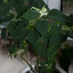 Weißer Weihnachtsstern