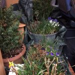 Umzug meiner Pflanzen