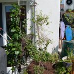 Beetstreifen mit Rankpflanzen als Sichtschutz