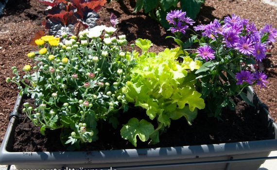 Blumenkasten Sommer