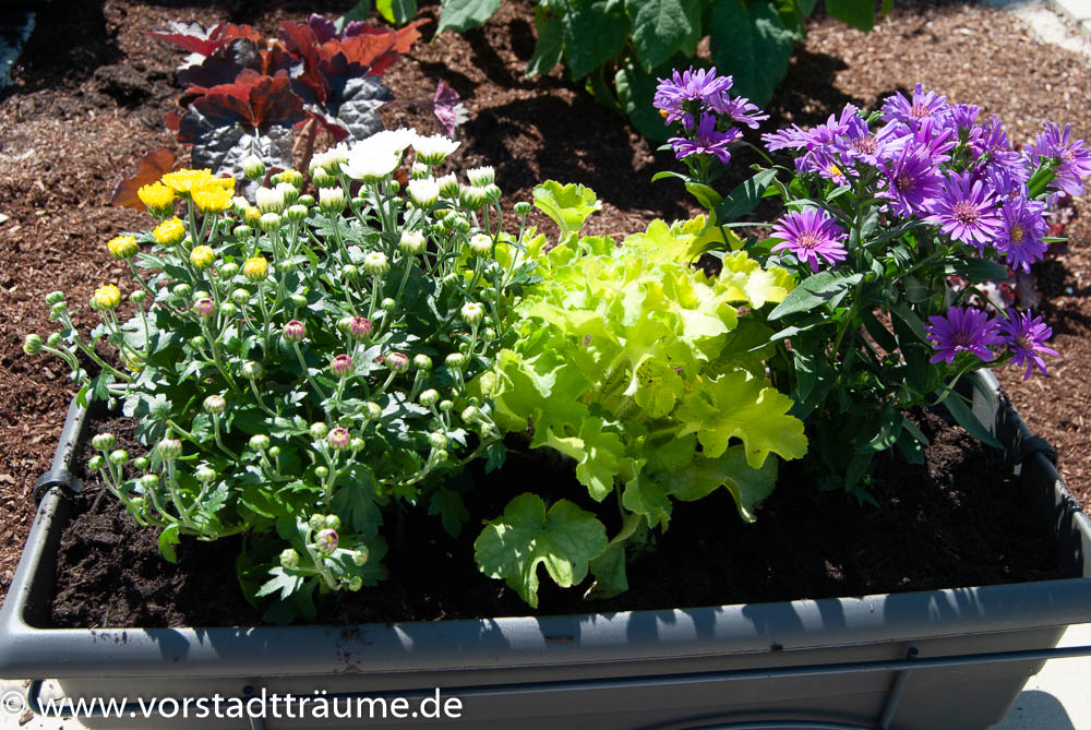 Blumenkasten Sommer
