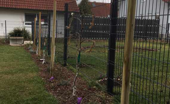 Mein Obstbaumspalier entlang des Zauns