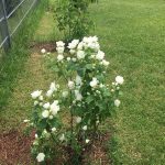 Philadelphus Virginalis Schneesturm