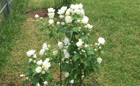 Philadelphus Virginalis Schneesturm