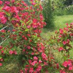 Weigela