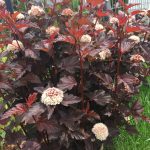Blasenspiere: Physocarpus opulifolius Lady in red