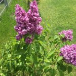 Echter Flieder in der gemischten Hecke