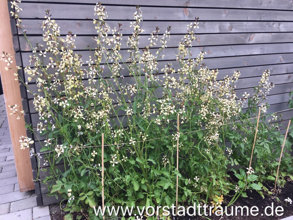 Beet mit Ruccula an der Hütte