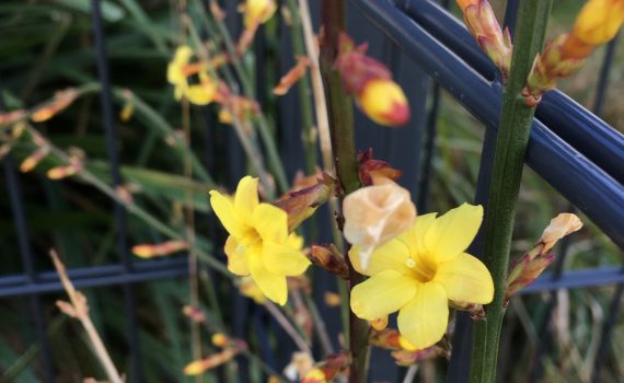 Winterjasmin