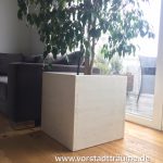 Birkenfeige Benjamini, Ficus Benjamina