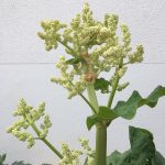 Rhabarberblüte