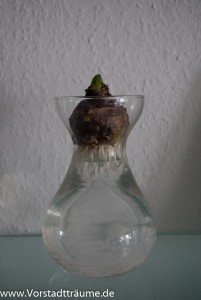 Hyazinthenzwiebel mit ersten Wurzeln auf einer Glasvase