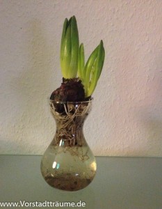 Austreibende Hyazinthe 9. Januar