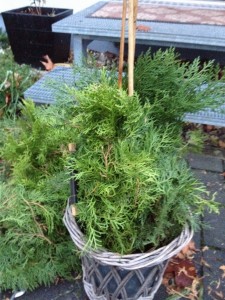 Topf mit Thujaästen