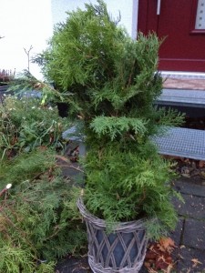 Topf mit Thujaästen Stäbe nicht mehr zu sehen