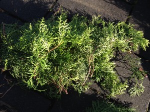 Tannengrün vorbereitet