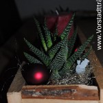 Blumenkasten aus Paletten mit weihnachtlicher Dekoration