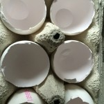 Eierschalen in Eierkarton